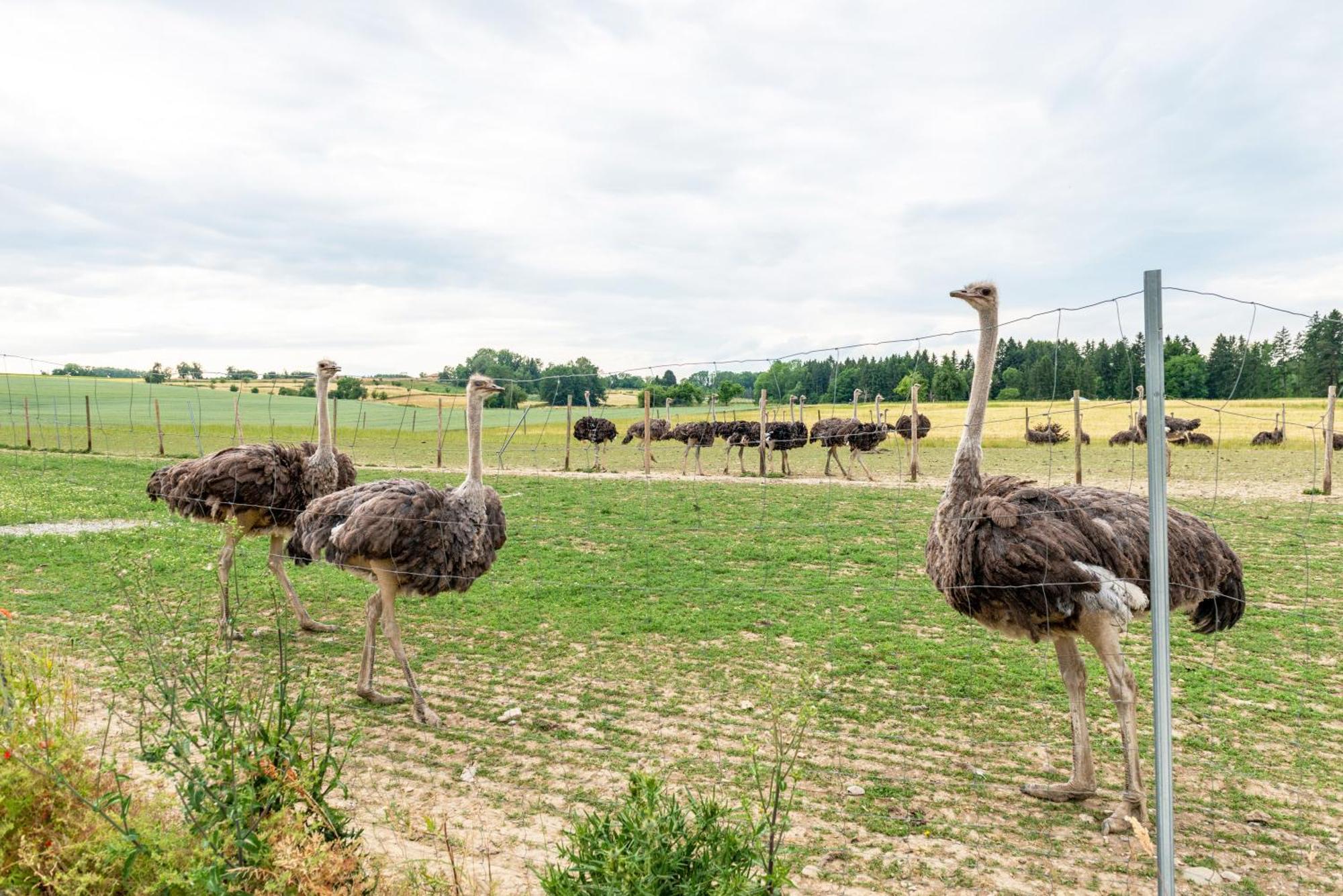 Beutenmuehle Straussenfarm Dach Owingen 外观 照片