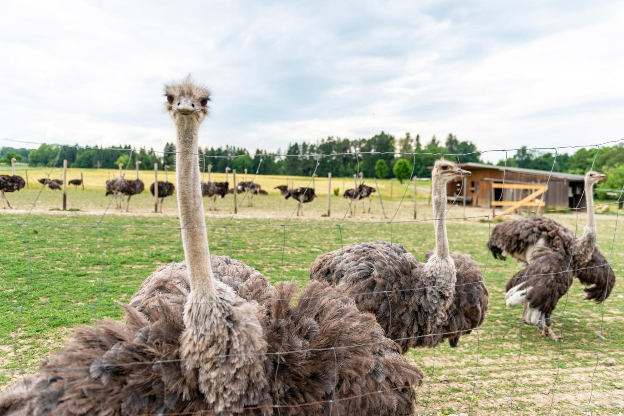 Beutenmuehle Straussenfarm Dach Owingen 外观 照片