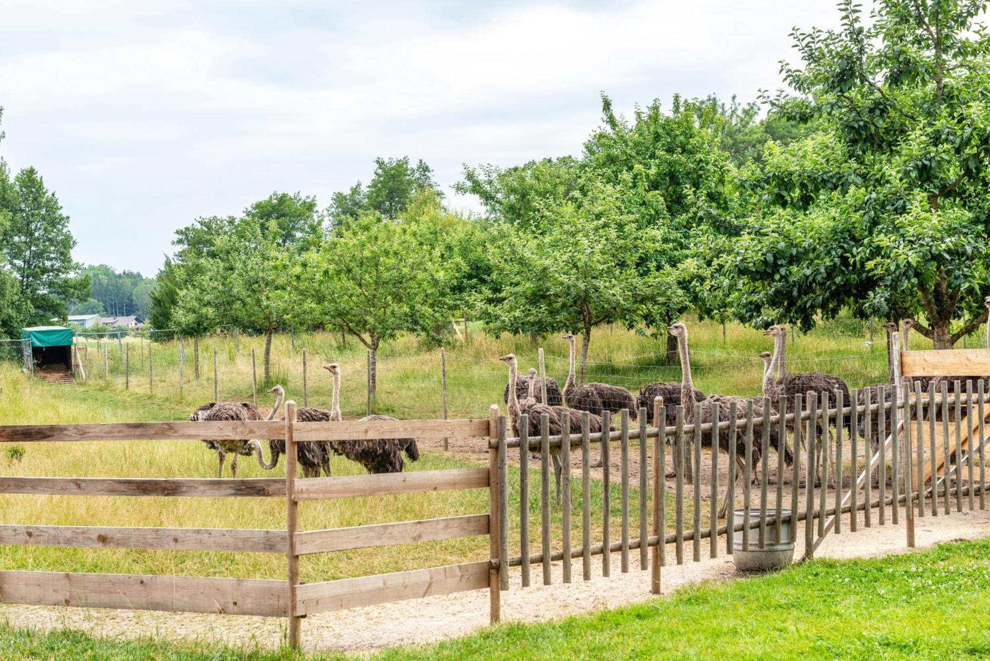 Beutenmuehle Straussenfarm Dach Owingen 外观 照片